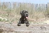 CANE CORSO 214